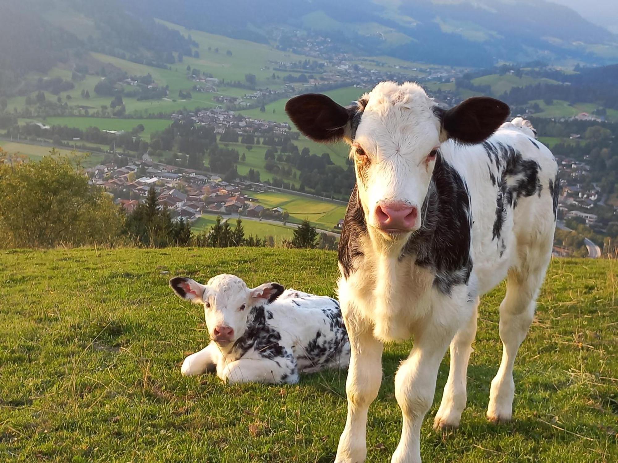 Вилла Hahnenkammblick Кицбюэль Экстерьер фото